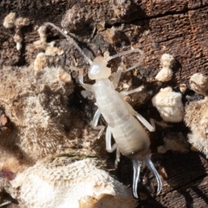 Forficula auricularia at Fyshwick, ACT - 16 Aug 2019 10:41 AM