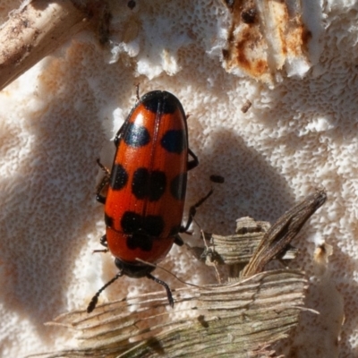 Episcaphula australis (Fungus beetle) at Fyshwick, ACT - 16 Aug 2019 by rawshorty