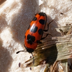 Episcaphula australis at Fyshwick, ACT - 16 Aug 2019