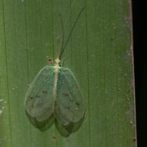 Ankylopteryx sp. (genus) at Acton, ACT - 16 Aug 2019