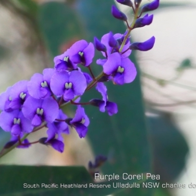 Hardenbergia violacea (False Sarsaparilla) at Ulladulla, NSW - 4 Aug 2019 by Charles Dove