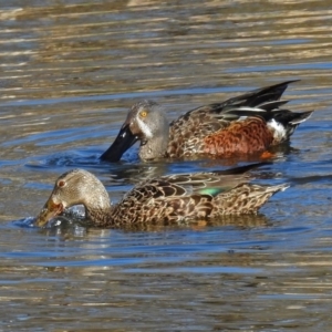 Spatula rhynchotis at Fyshwick, ACT - 15 Aug 2019