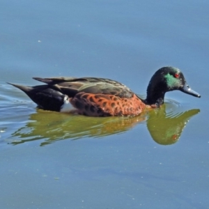 Anas castanea at Fyshwick, ACT - 15 Aug 2019