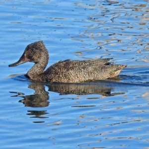 Stictonetta naevosa at Fyshwick, ACT - 15 Aug 2019