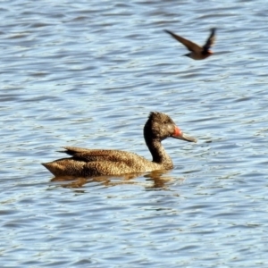 Stictonetta naevosa at Fyshwick, ACT - 15 Aug 2019