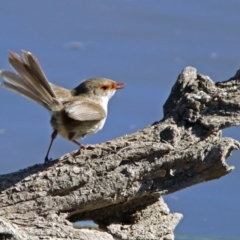 Malurus cyaneus at Fyshwick, ACT - 15 Aug 2019 01:50 PM