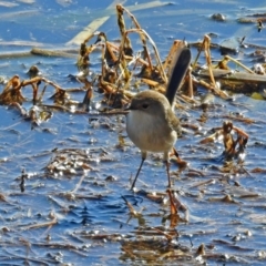 Malurus cyaneus at Fyshwick, ACT - 15 Aug 2019 01:50 PM