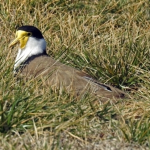 Vanellus miles at Fyshwick, ACT - 15 Aug 2019 02:51 PM