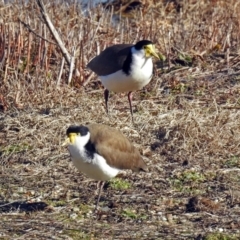 Vanellus miles at Fyshwick, ACT - 15 Aug 2019 02:51 PM