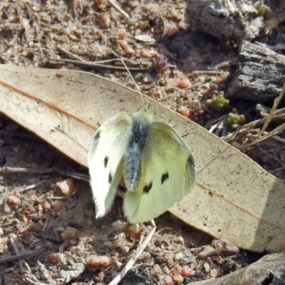 Pieris rapae (Cabbage White) at Tennent, ACT - 16 Aug 2019 by RodDeb