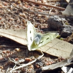 Pieris rapae at Tennent, ACT - 16 Aug 2019