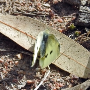 Pieris rapae at Tennent, ACT - 16 Aug 2019