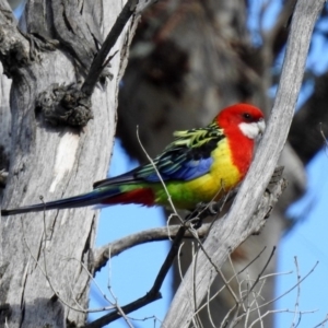 Platycercus eximius at Tennent, ACT - 16 Aug 2019