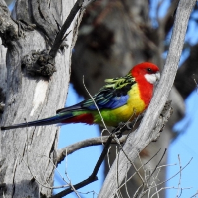 Platycercus eximius (Eastern Rosella) at Tennent, ACT - 16 Aug 2019 by RodDeb