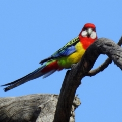 Platycercus eximius at Tennent, ACT - 16 Aug 2019