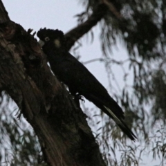 Zanda funerea (Yellow-tailed Black-Cockatoo) at Macarthur, ACT - 16 Aug 2019 by RodDeb