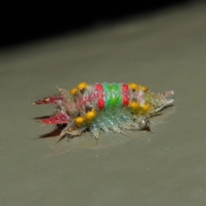 Doratifera oxleyi at Acton, ACT - 16 Aug 2019