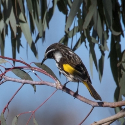 Phylidonyris niger X novaehollandiae (Hybrid) (White-cheeked X New Holland Honeyeater (Hybrid)) at Fyshwick, ACT - 16 Aug 2019 by rawshorty