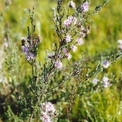 Kunzea parvifolia (Violet Kunzea) at Conder, ACT - 22 Oct 1999 by MichaelBedingfield