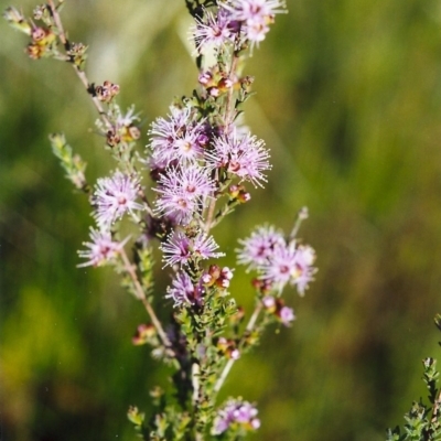 Kunzea parvifolia (Violet Kunzea) at Greenway, ACT - 25 Oct 2017 by michaelb