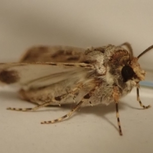 Agrotis munda at Spence, ACT - 16 Aug 2019 10:07 PM