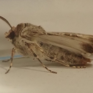 Agrotis munda at Spence, ACT - 16 Aug 2019 10:07 PM