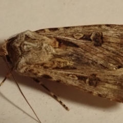 Agrotis munda at Spence, ACT - 16 Aug 2019 10:07 PM