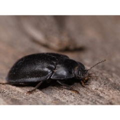 Pterohelaeus striatopunctatus (Darkling beetle) at Mount Majura - 14 Aug 2019 by kdm