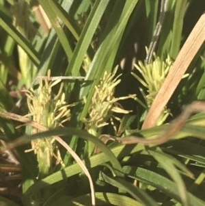 Carex breviculmis at Griffith, ACT - 17 Aug 2019 11:08 AM