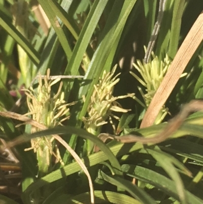 Carex breviculmis (Short-Stem Sedge) at Griffith, ACT - 17 Aug 2019 by ianandlibby1