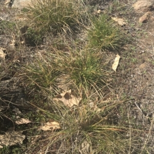 Carex breviculmis at Griffith, ACT - 17 Aug 2019 11:08 AM