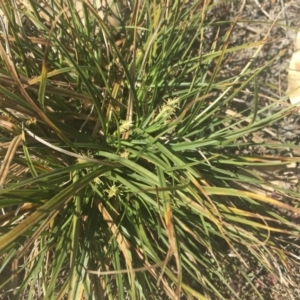 Carex breviculmis at Griffith, ACT - 17 Aug 2019 11:08 AM