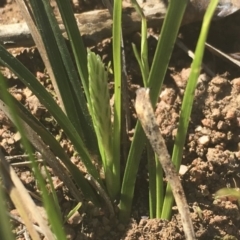 Carex breviculmis at Griffith, ACT - 17 Aug 2019 11:08 AM