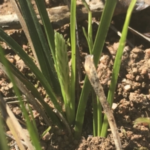 Carex breviculmis at Griffith, ACT - 17 Aug 2019 11:08 AM