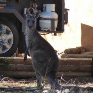 Macropus giganteus at Flynn, ACT - 16 Aug 2019 11:54 AM