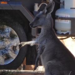 Macropus giganteus at Flynn, ACT - 16 Aug 2019 11:54 AM