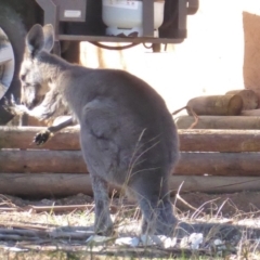 Macropus giganteus at Flynn, ACT - 16 Aug 2019 11:54 AM