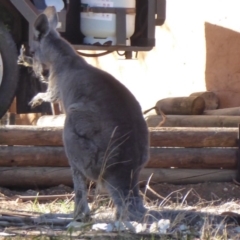 Macropus giganteus at Flynn, ACT - 16 Aug 2019 11:54 AM