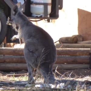 Macropus giganteus at Flynn, ACT - 16 Aug 2019