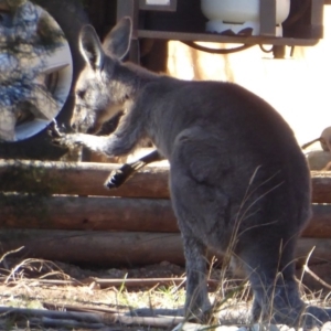 Macropus giganteus at Flynn, ACT - 16 Aug 2019