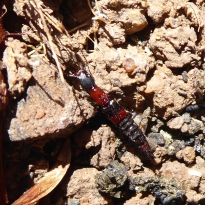 Ochthephilum mastersii (Rove beetle) at Strathnairn, ACT - 15 Aug 2019 by Christine