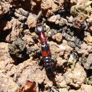 Ochthephilum mastersii at Strathnairn, ACT - 15 Aug 2019