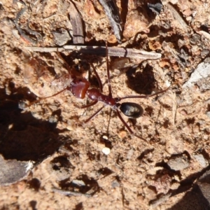 Iridomyrmex purpureus at Dunlop, ACT - 15 Aug 2019