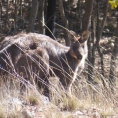 Osphranter robustus (Wallaroo) at Woodstock Nature Reserve - 15 Aug 2019 by Christine