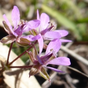 Erodium cicutarium at Dunlop, ACT - 15 Aug 2019