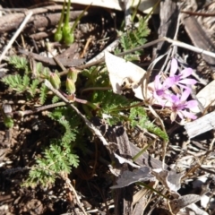 Erodium cicutarium at Dunlop, ACT - 15 Aug 2019