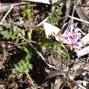 Erodium cicutarium at Dunlop, ACT - 15 Aug 2019