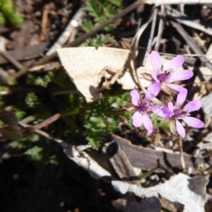 Erodium cicutarium at Dunlop, ACT - 15 Aug 2019