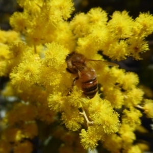 Apis mellifera at Dunlop, ACT - 15 Aug 2019