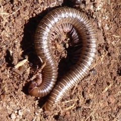 Diplopoda (class) (Unidentified millipede) at Woodstock Nature Reserve - 15 Aug 2019 by Christine